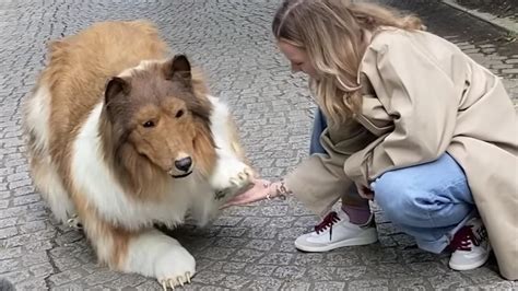 犬になったら好きな人に拾われた完全ワンダフル ver ～もしも犬になったら、人間社会はどう変わるのか？～