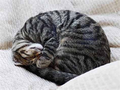 ジャズ スタンダード: なぜ猫はピアノの上で眠るのか？