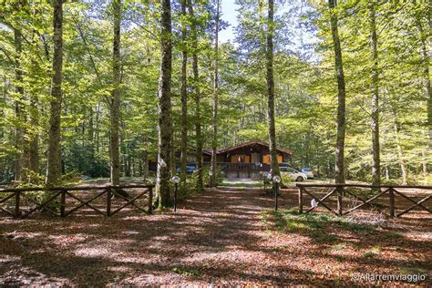 La Foresta Misteriosa di Baishan: Un Rifugio Naturale Intrigante e Inesplorato!