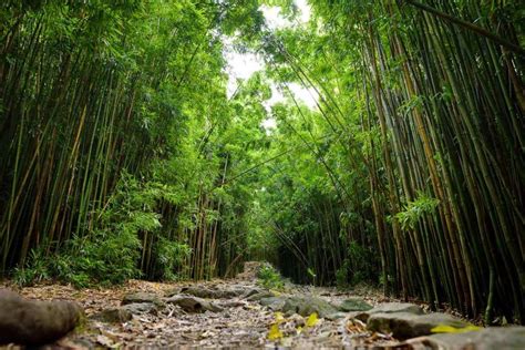 La Foresta di Bambù del Monte Liantian: un'oasi di pace e serenità millenaria!