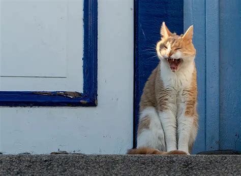 バイオリン 初心者: なぜ猫はバイオリンの音を嫌うのか？